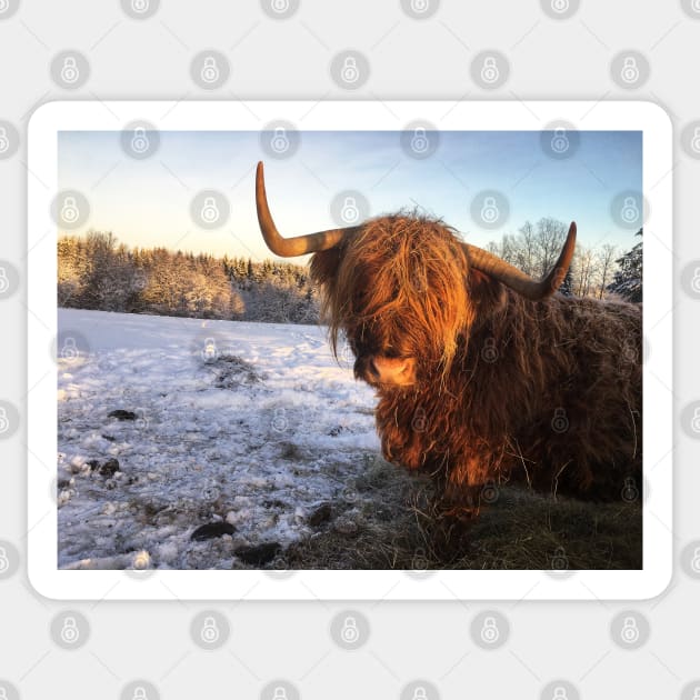 Scottish Highland Cattle Cow 2219 Sticker by SaarelaHighland